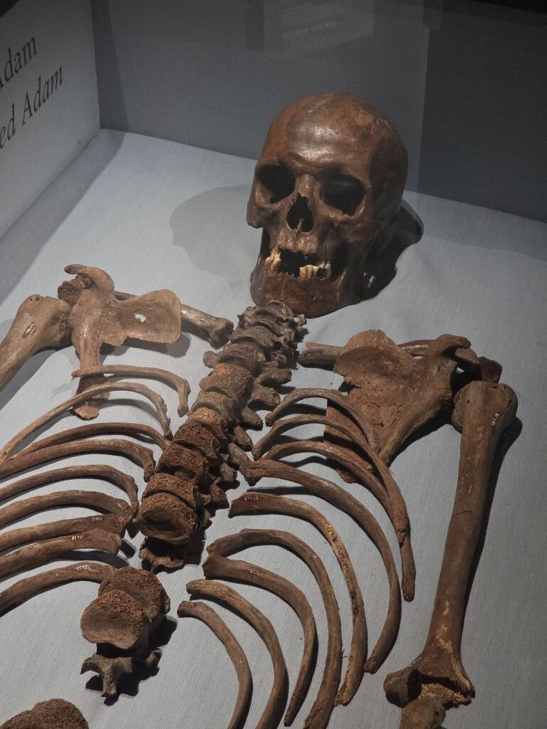 Ausgestelltes menschliches Skelett eines Fundes der Vasa im Vasa-Museum in Stockholm.