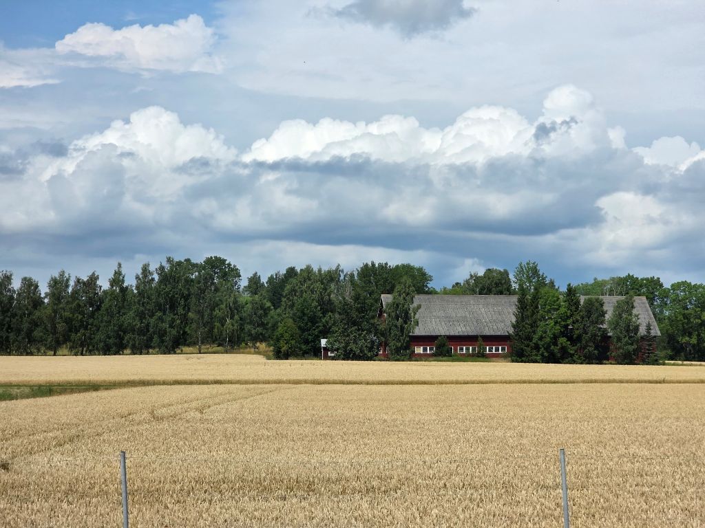Schwedische Landschaft mit goldenem Feld, rotem Haus und großen Wolken