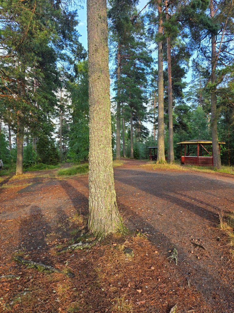 Waldweg zwischen hohen Kiefern bei unserem Spaziergang rund um das Hyltena Stugby