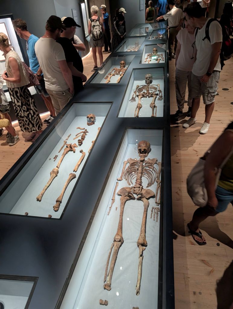 Mehrere ausgestellte Skelette und Knochenfunde im Vasa-Museum.