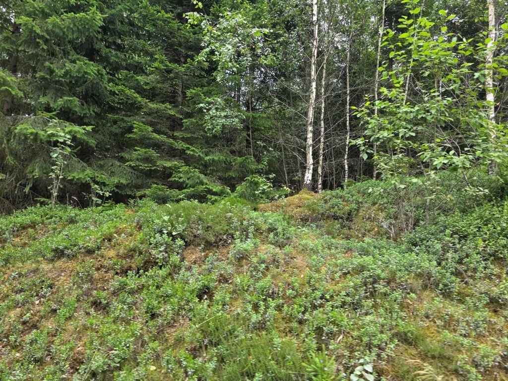 Dichter schwedischer Wald entlang der Strecke zum Elchpark