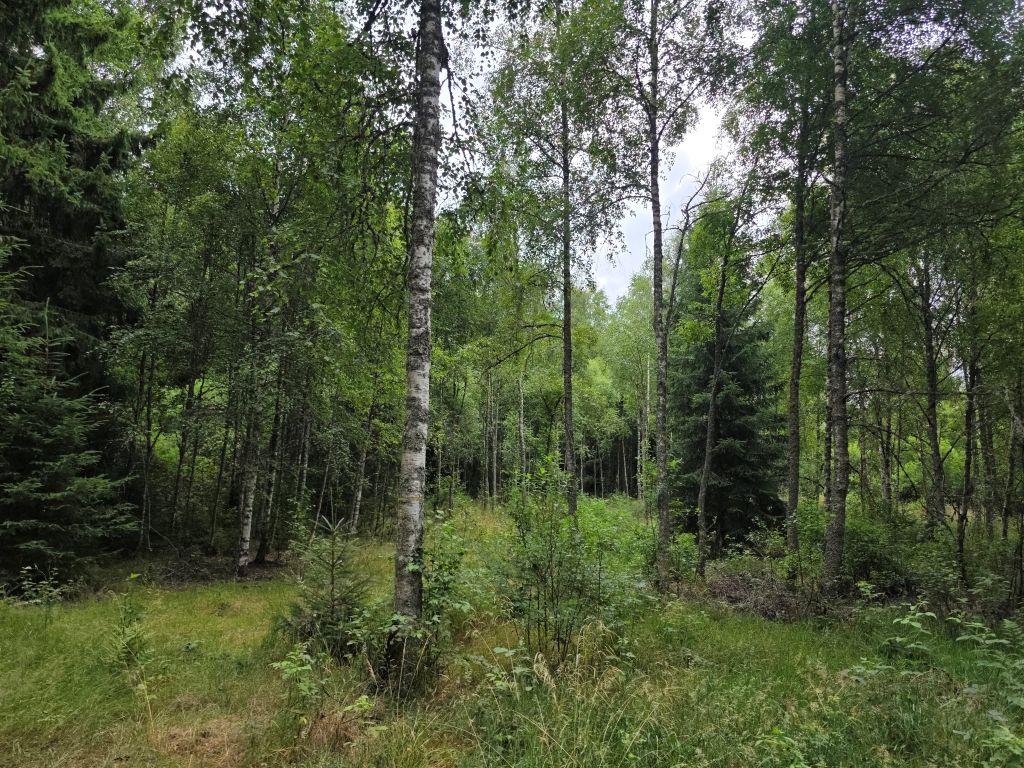 Grüne Waldlandschaft in Småland auf dem Weg zum Elinge Älgpark