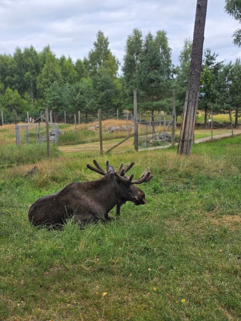 Elch mit großem Geweih auf einer grünen Wiese im Elinge Älgpark in Schweden