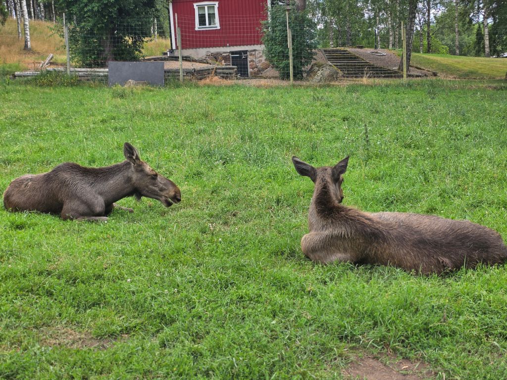Zwei Elche liegen entspannt auf der Wiese im Elinge Älgpark