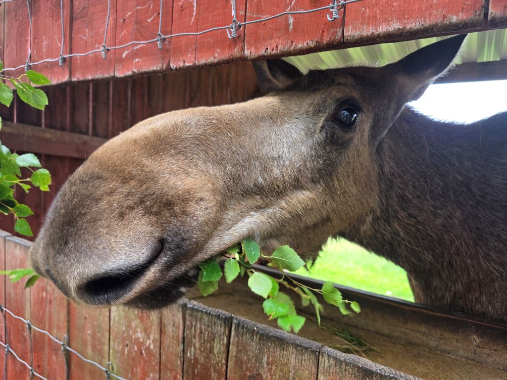 Nahaufnahme eines Elches im Elinge Älgpark in Schweden
