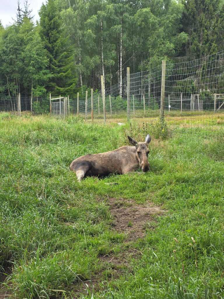 Ruhender Elch auf einer grünen Wiese im Elchpark in Småland