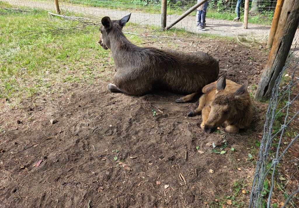 Elchkuh mit jungem Elch beim gemeinsamen Ausruhen im Elinge Älgpark