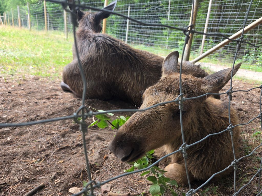 Junger Elch ganz nah am Zaun im Elinge Älgpark in Schweden