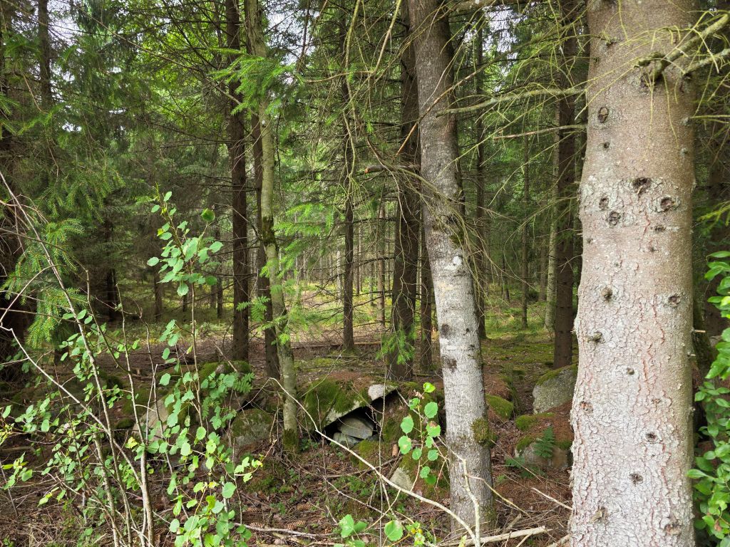 Waldstück auf dem Gelände des Elinge Älgparks in Småland