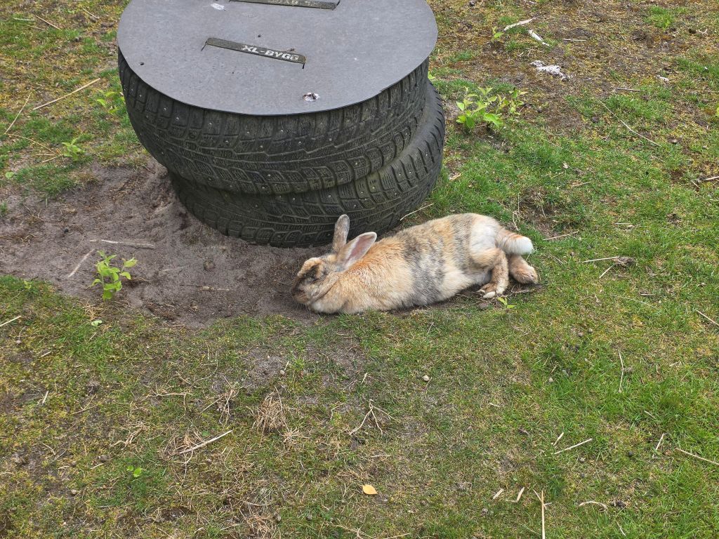 Ruhendes Kaninchen im Elinge Älgpark in Schweden