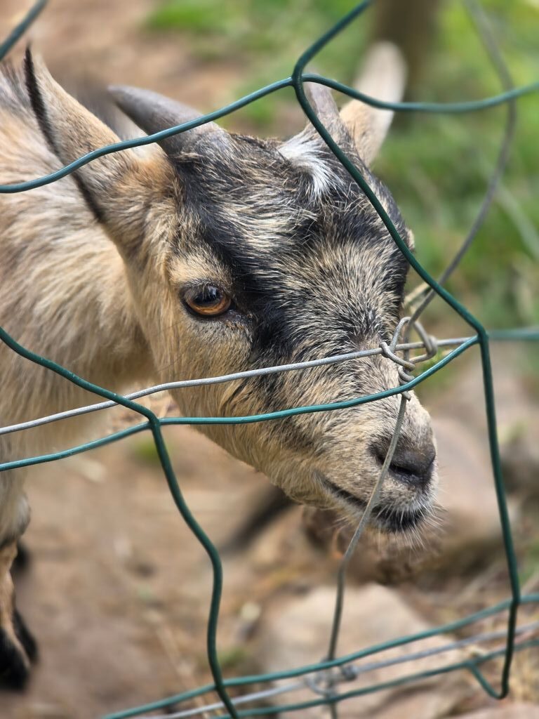 Kleine Ziege aus nächster Nähe im Elinge Älgpark