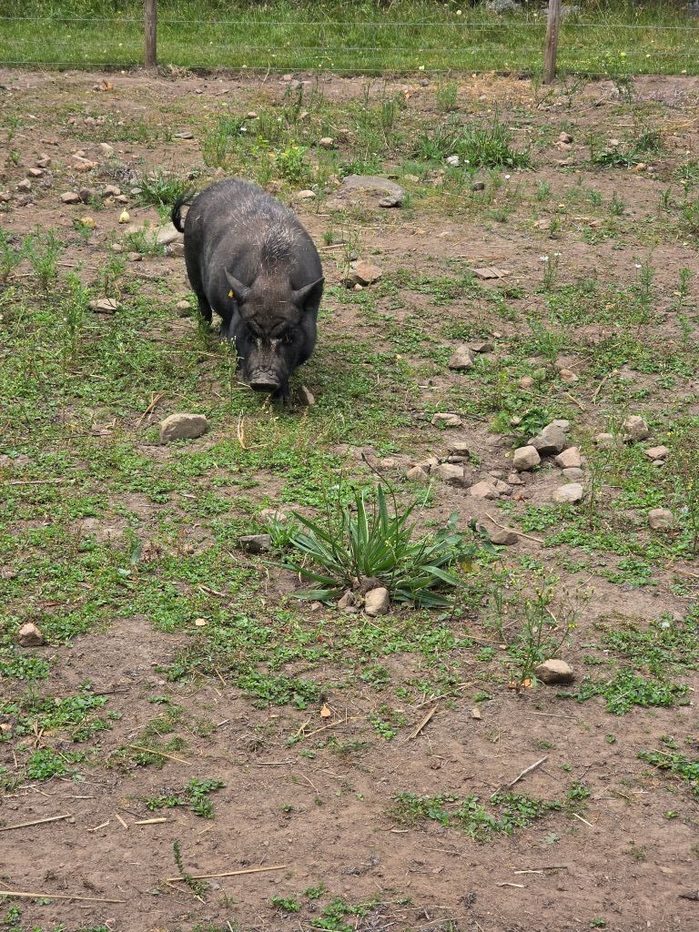 Schwarzes Schwein im Gehege des Elinge Älgparks in Schweden