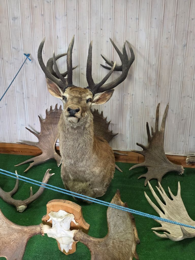 Ausgestellter Hirschkopf und verschiedene Geweihe im kleinen Museum des Elinge Älgparks