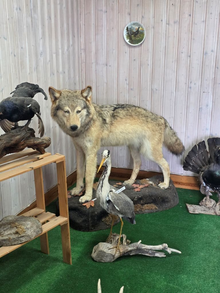Ausgestopfter Wolf und verschiedene Vögel im Museum des Elinge Älgparks
