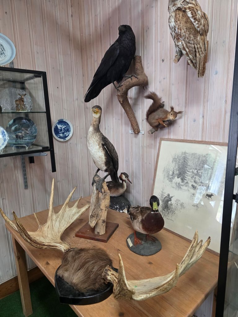 Ausgestopfte heimische Tiere und Geweihe im kleinen Museum des Elchparks in Schweden